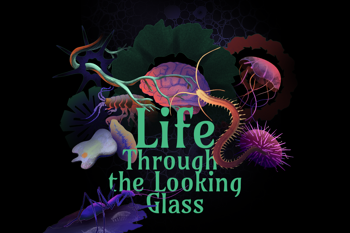 Life through the looking glass CC BY 4 0 Evo CELL
